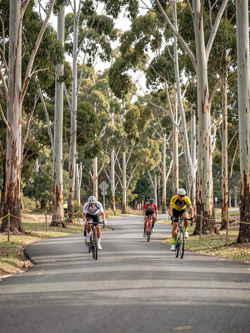 An amateur criterium circuit winding through a wooded park road, riders cornering between tall eucalyptus trees